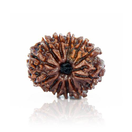 Natural 12 Mukhi Nepal Rudraksha
