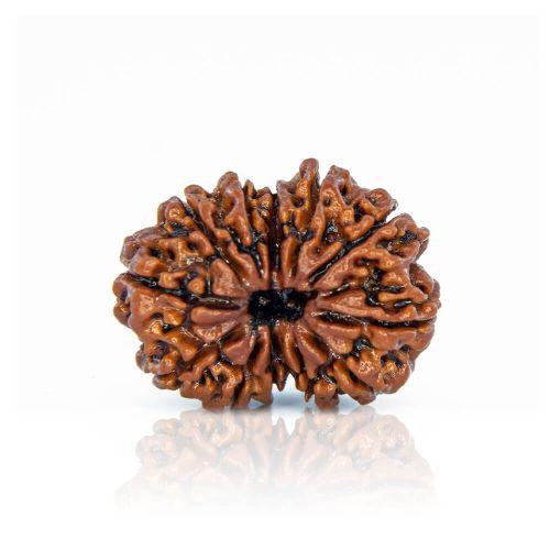 Natural 12 Mukhi Nepal Rudraksha