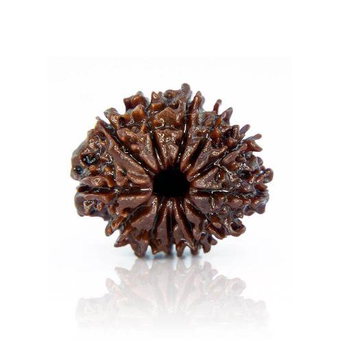 Natural 12 Mukhi Nepal Rudraksha