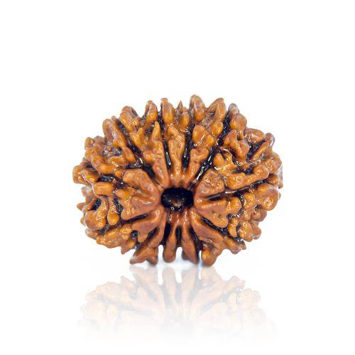Natural 12 Mukhi Nepal Rudraksha