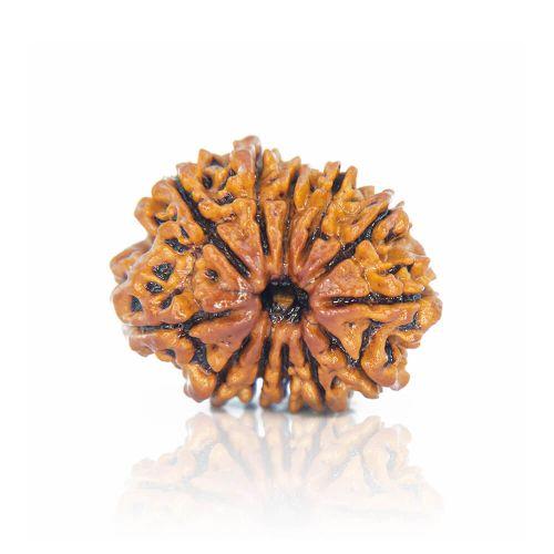 Natural 12 Mukhi Nepal Rudraksha