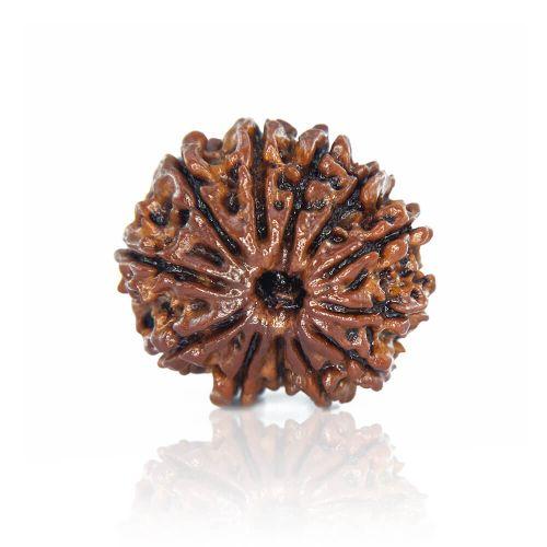 Natural 12 Mukhi Nepal Rudraksha