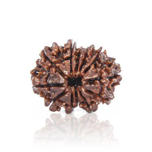 Natural 12 Mukhi Nepal Rudraksha