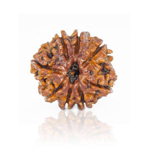 Natural 12 Mukhi Nepal Rudraksha