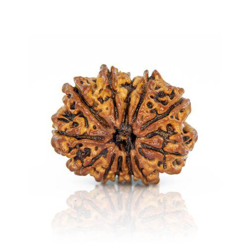 12 Mukhi Rudraksha