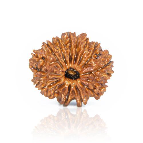 Natural 13 Mukhi Nepal Rudraksha