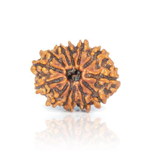 Natural 13 Mukhi Nepal Rudraksha