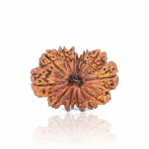 Natural 13 Mukhi Nepal Rudraksha