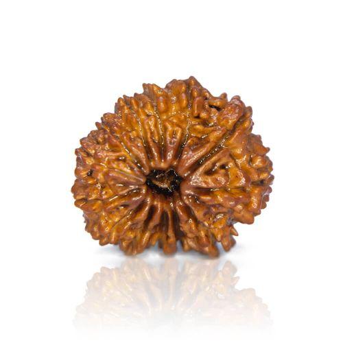Natural 13 Mukhi Nepal Rudraksha