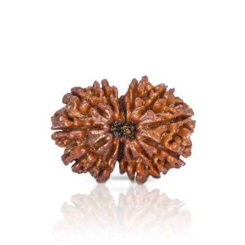 Natural 13 Mukhi Nepal Rudraksha
