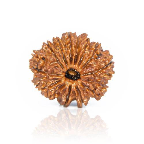 13 Mukhi Rudraksha