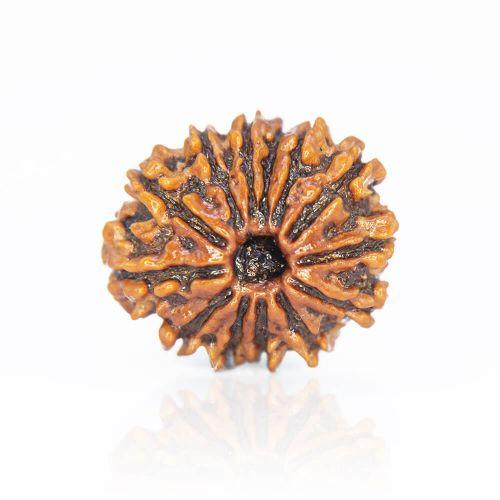 13 Mukhi Rudraksha