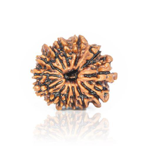 13 Mukhi Rudraksha
