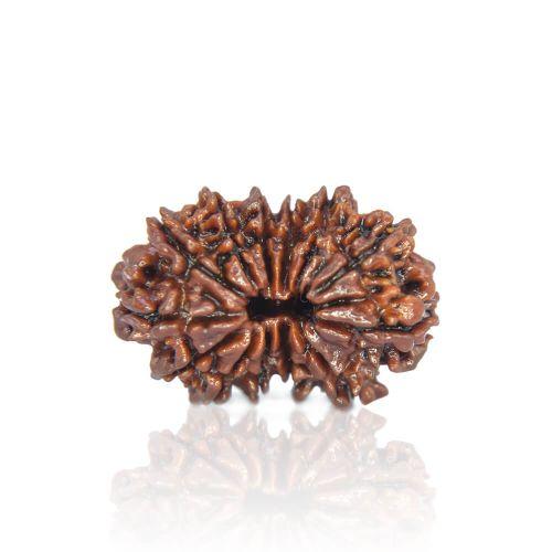 13 Mukhi Rudraksha
