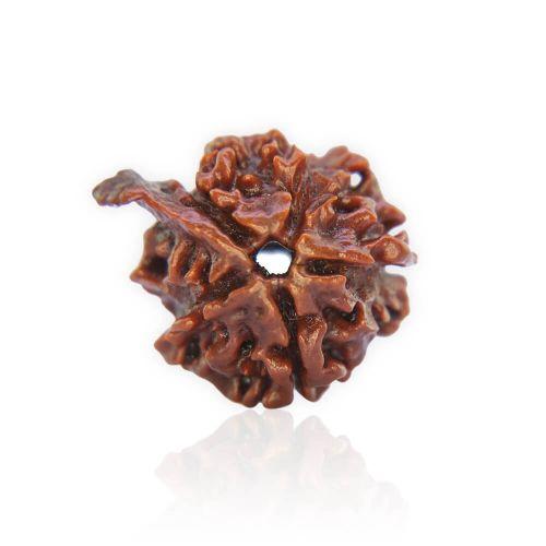 Natural Gauri Shankar Rudraksha of Nepal