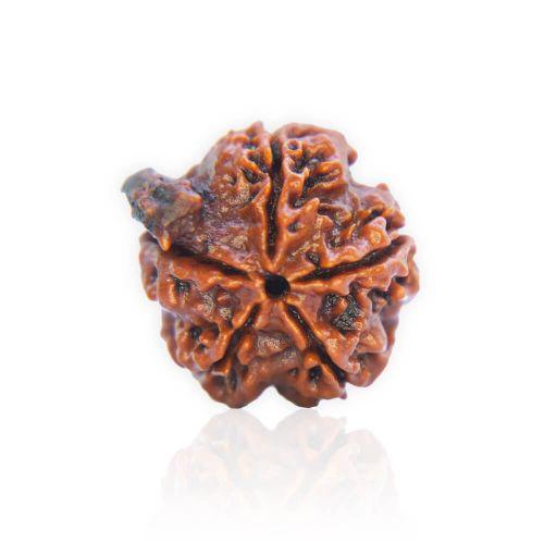 Natural Gauri Shankar Rudraksha of Nepal