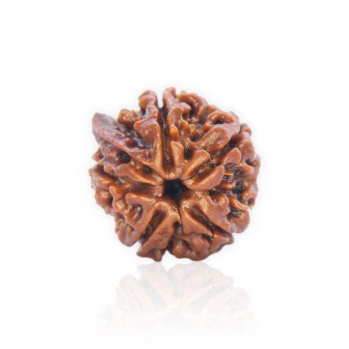 Natural Gauri Shankar Rudraksha of Nepal