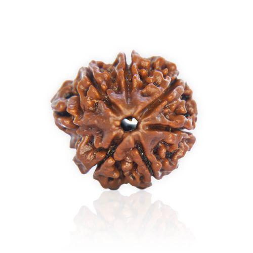 Natural Gauri Shankar Rudraksha of Nepal