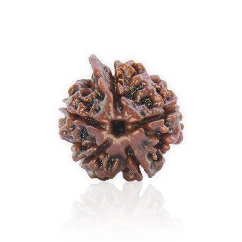Natural Gauri Shankar Rudraksha of Nepal