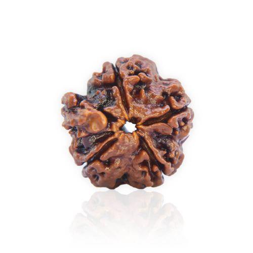 Natural Gauri Shankar Rudraksha of Nepal