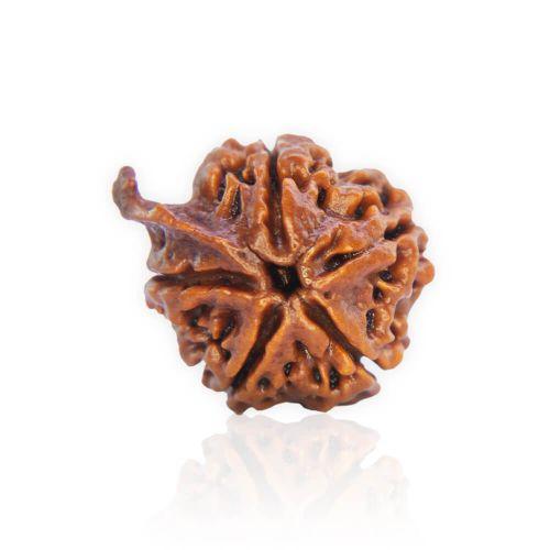 Natural Gauri Shankar Rudraksha of Nepal