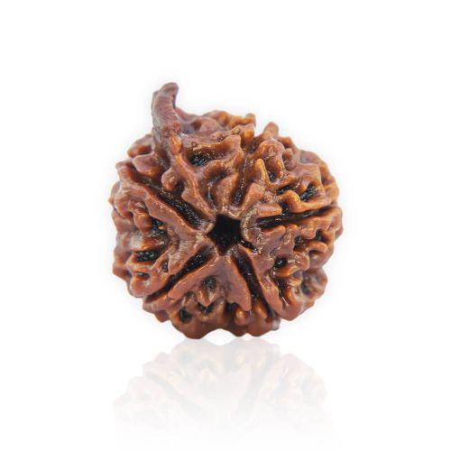 Natural Gauri Shankar Rudraksha of Nepal