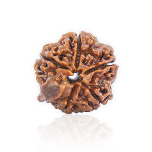 Natural Gauri Shankar Rudraksha of Nepal