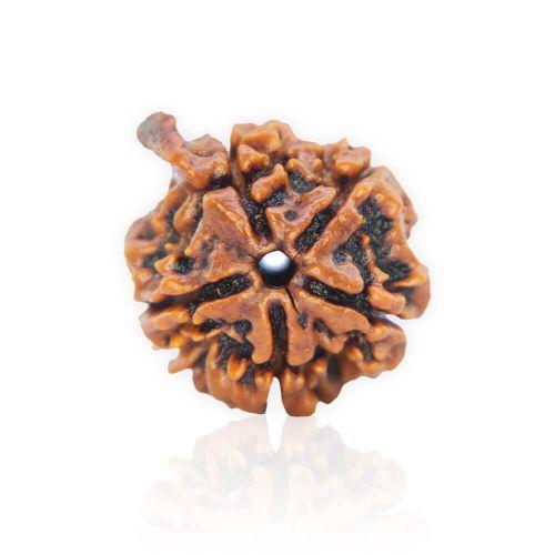 Natural Gauri Shankar Rudraksha of Nepal