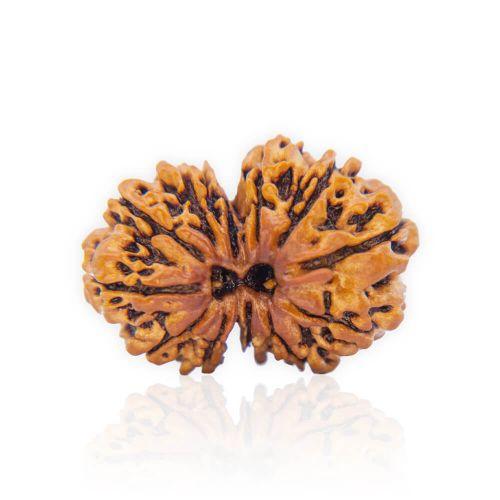 Natural Gauri Shankar Rudraksha of Nepal