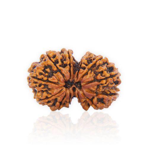 Natural Gauri Shankar Rudraksha of Nepal