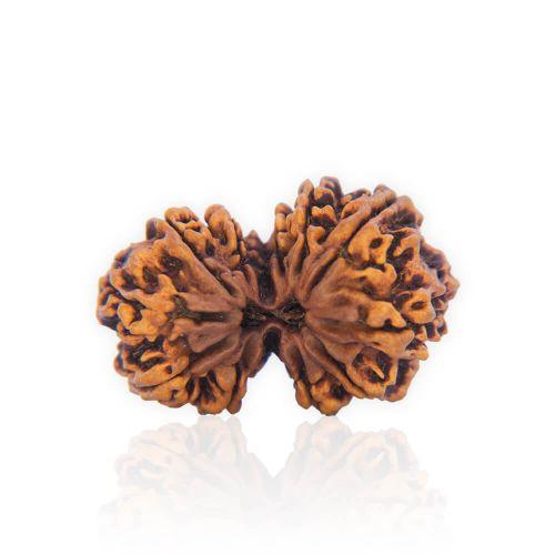 Natural Gauri Shankar Rudraksha of Nepal