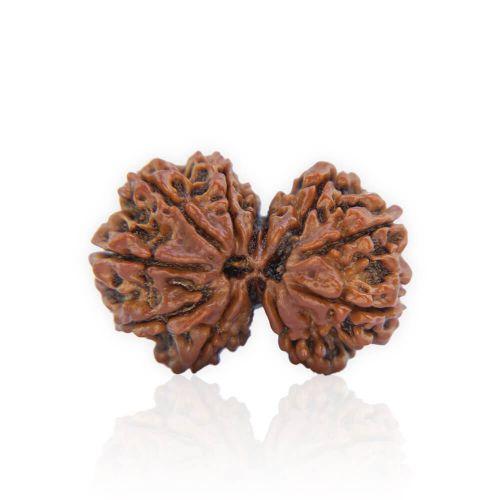 Natural Gauri Shankar Rudraksha of Nepal