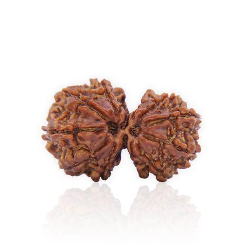 Natural Gauri Shankar Rudraksha of Nepal