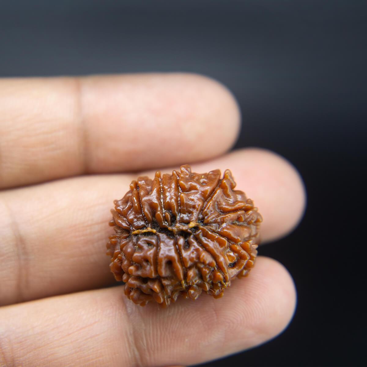 14 Mukhi Rudraksha