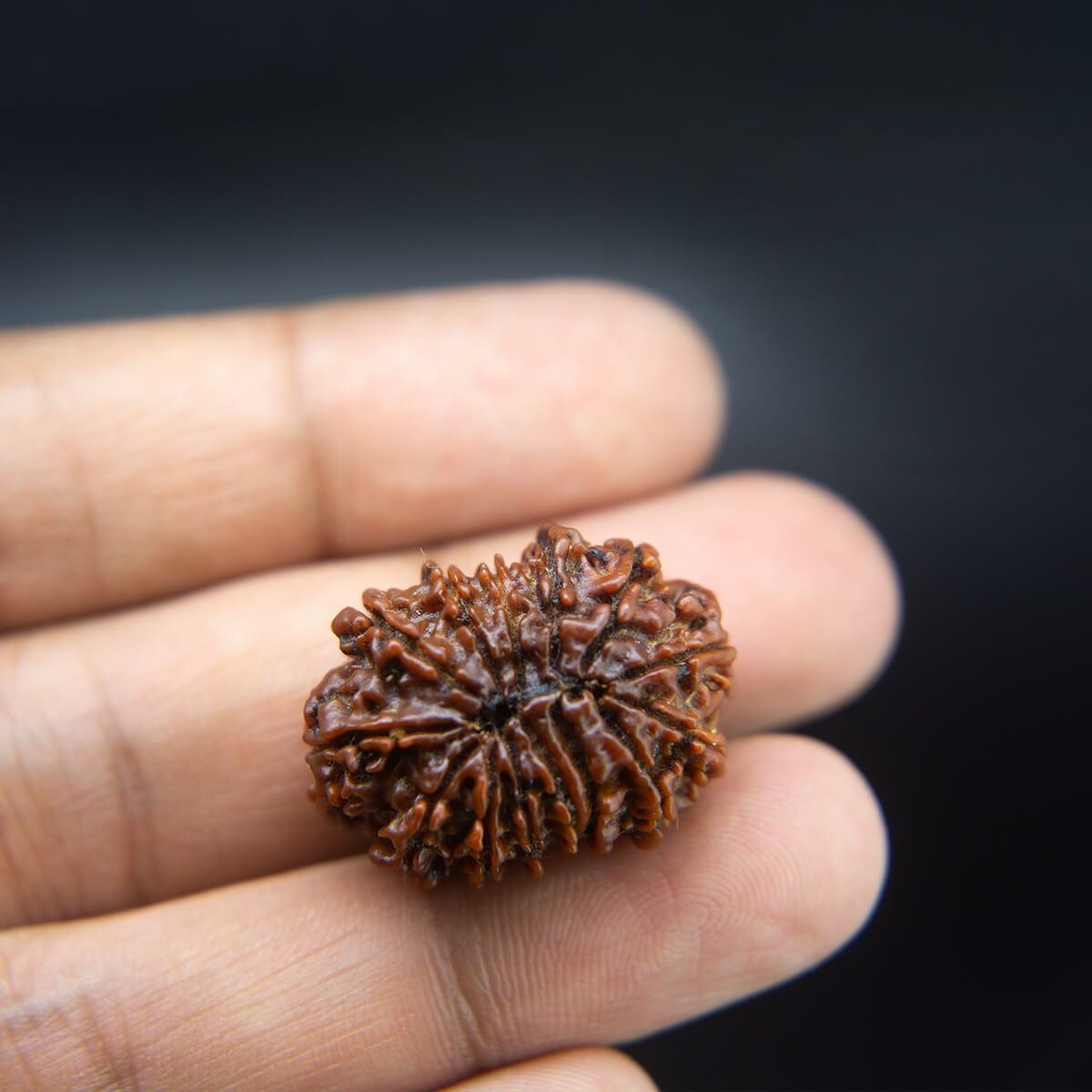 14 Mukhi Rudraksha