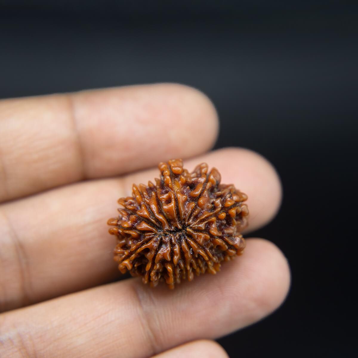 14 Mukhi Rudraksha