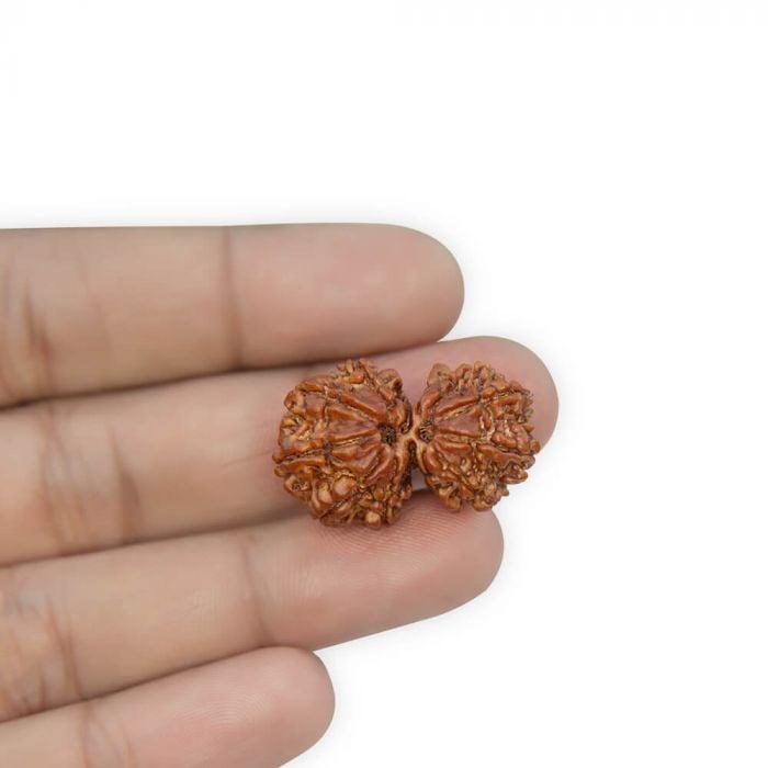Gauri Shankar Rudraksha