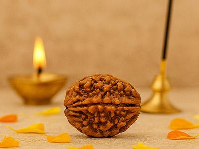 2 Mukhi Rudraksha