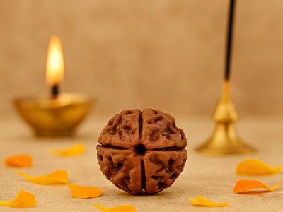 4 Mukhi Rudraksha
