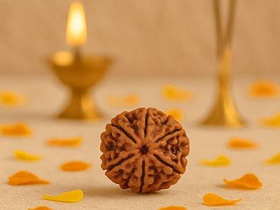 6 Mukhi Rudraksha
