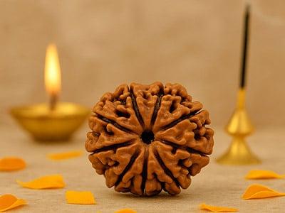 9 Mukhi Rudraksha