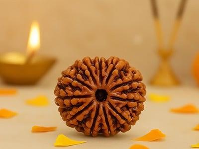 11 Mukhi Rudraksha