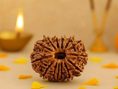 14 Mukhi Rudraksha