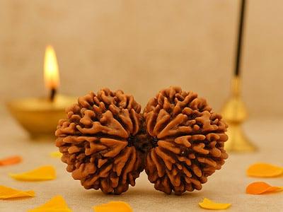 Gauri Shankar Rudraksha