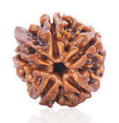 14 Mukhi Rudraksha