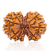 14 Mukhi Rudraksha